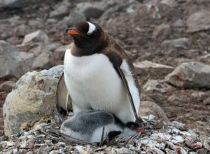 Antarctica-gentoo-penguin-mother-with-baby-nest