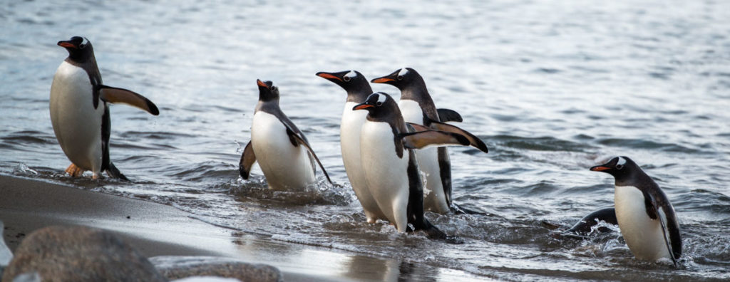 Antarctica-gentoo-penguins-playing-in-water
