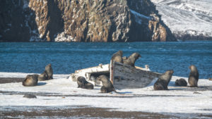 Antarctica-Deception-Island-fur-seals-on-beach