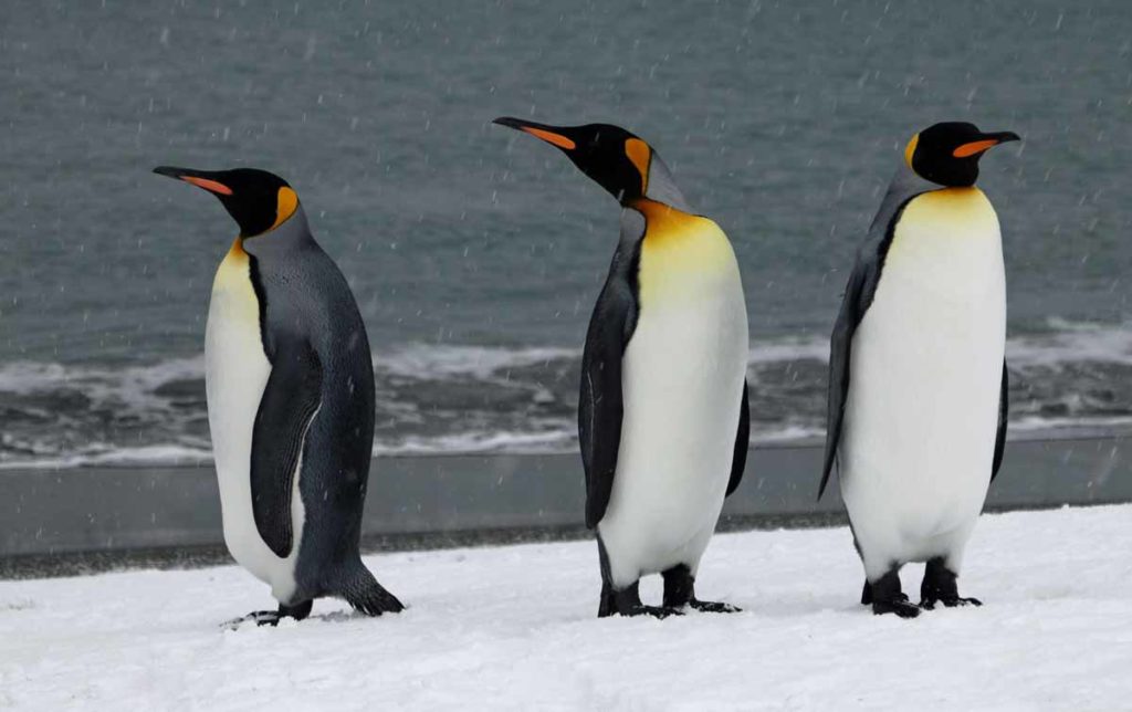 South-Georgia-king-penguins-three-beach
