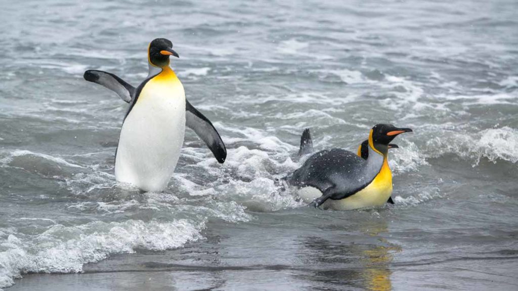 South-Georgia-king-penguins-in-water