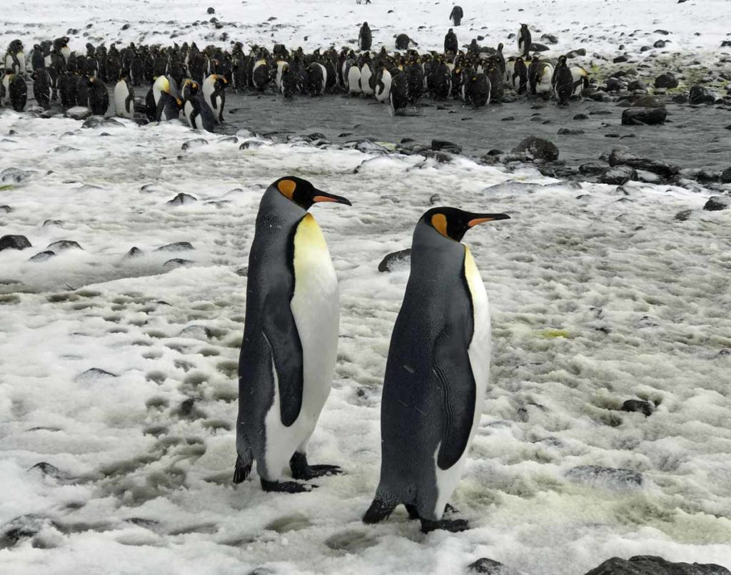South-Georgia-king-penguins-pair