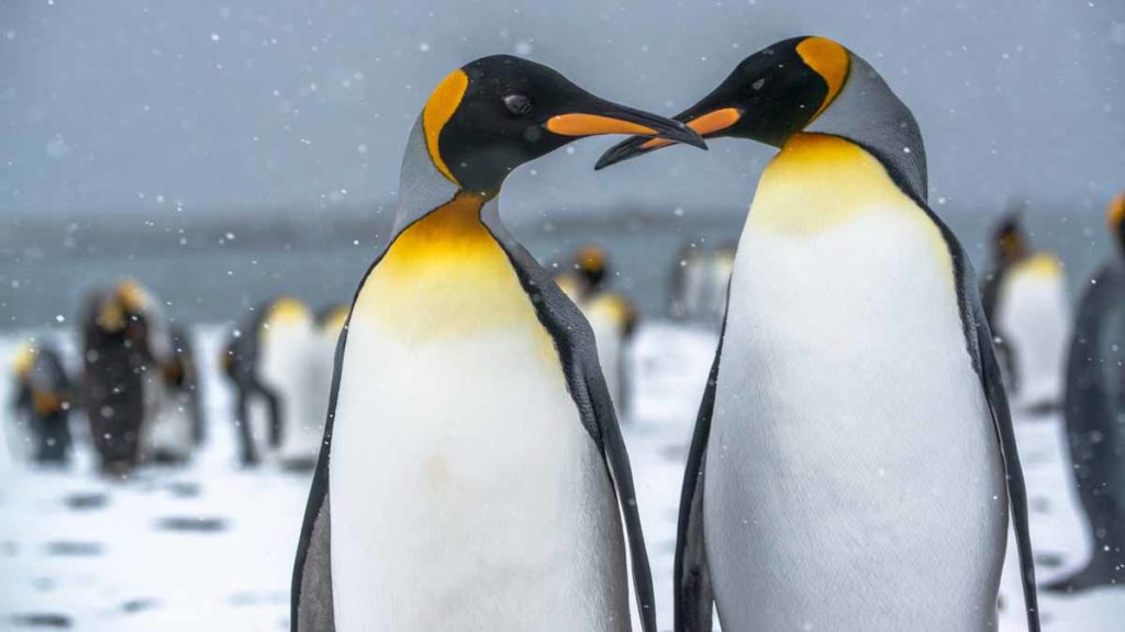 South-Georgia-king-penguins-crossed-beaks