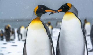 South-Georgia-king-penguins-crossed-beaks