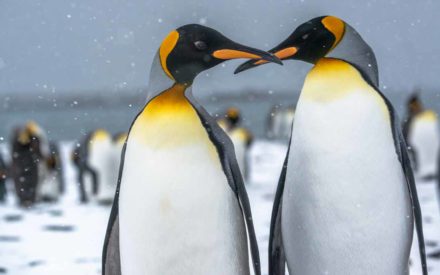 South-Georgia-king-penguins-crossed-beaks