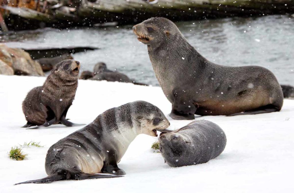 south-georgia-grytviken-family-of-fur-seals