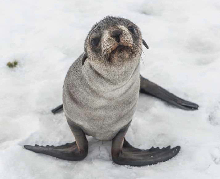 south-georgia-grytviken-baby-fur-seal
