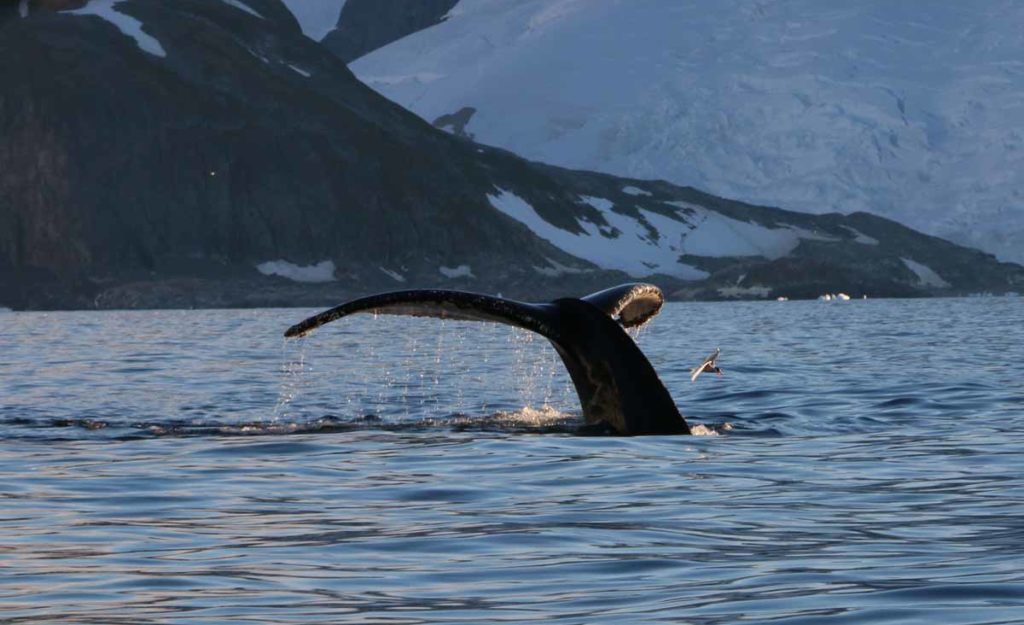 antarctica-cuverville-island-humpback-whale-fluke_crop