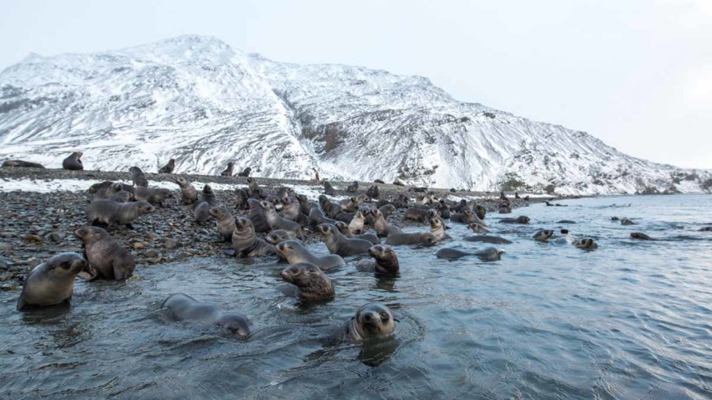 south-georgia-stromness-fur-seals-on-beach