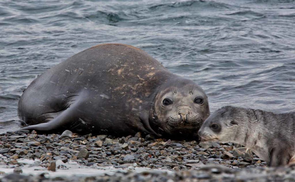 south-georgia-stromness-beach-elephant-seal