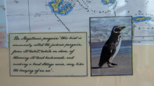 falkland-islands-photo-magellanic-penguin
