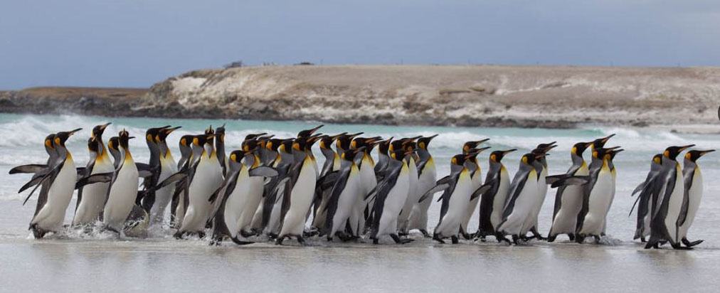 falkland-islands-volunteer-point-penguins