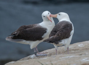 falkland-islands-black-browed-albatross