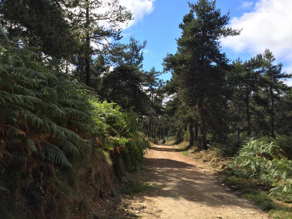 camino-scenery-start-Galicia-woods