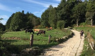 camino-scenery-cow-country
