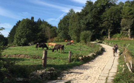 camino-scenery-cow-country