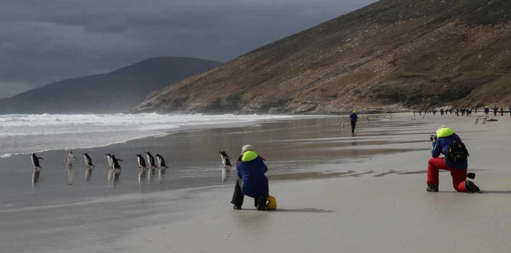 falklands-saunders-island-beach-penguins
