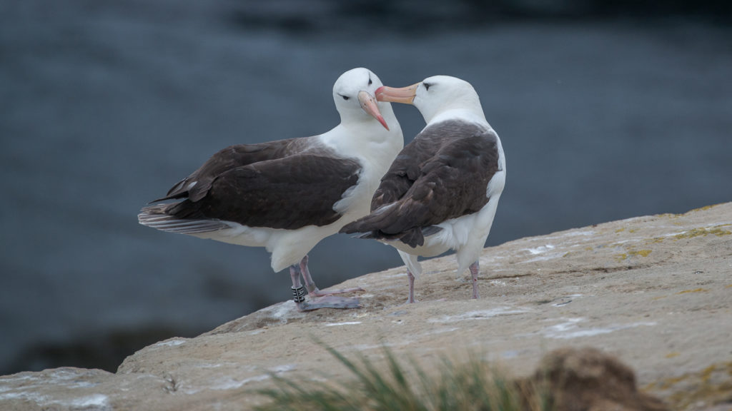 falklands-black-browed-albatross-pair
