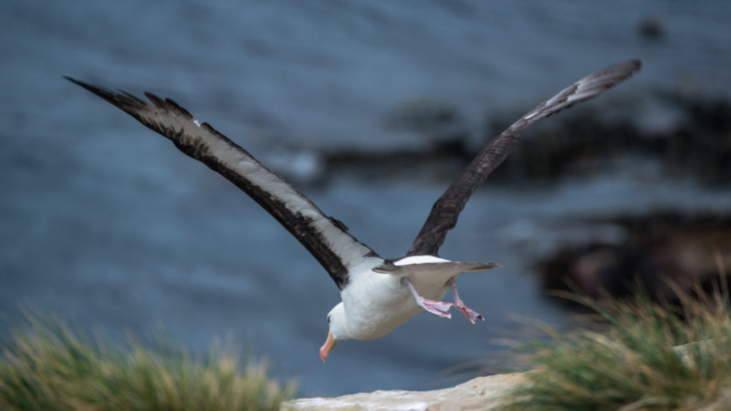 falklands-black-browed-albatross-flying