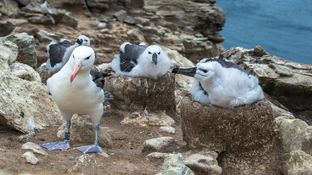 black-browed-albatross-mom-babies