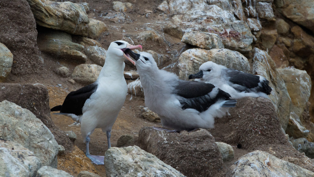 black-browed-albatross-mom-feeding-baby