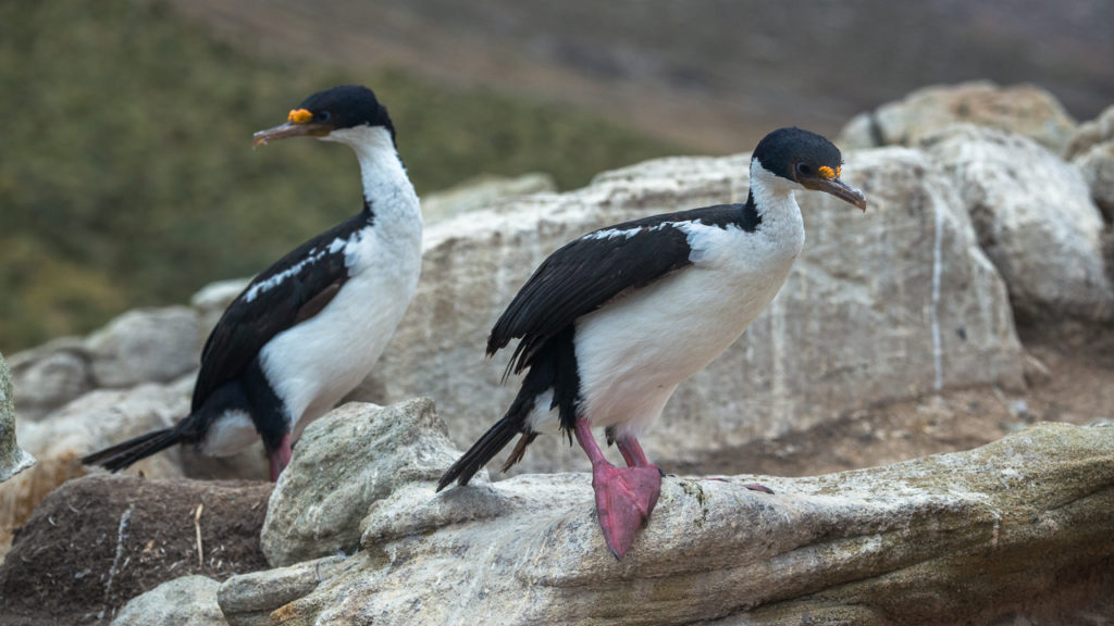 falklands-king-cormorants-pair
