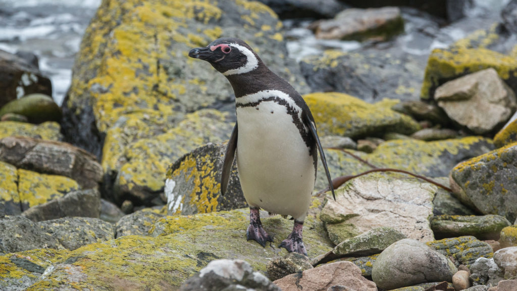 falkland-islands-magellanic-penguin