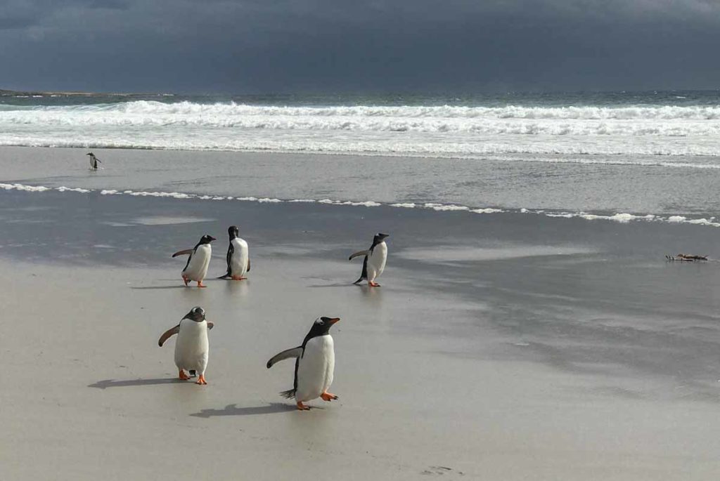 falklands-saunders-island-beach-penguins