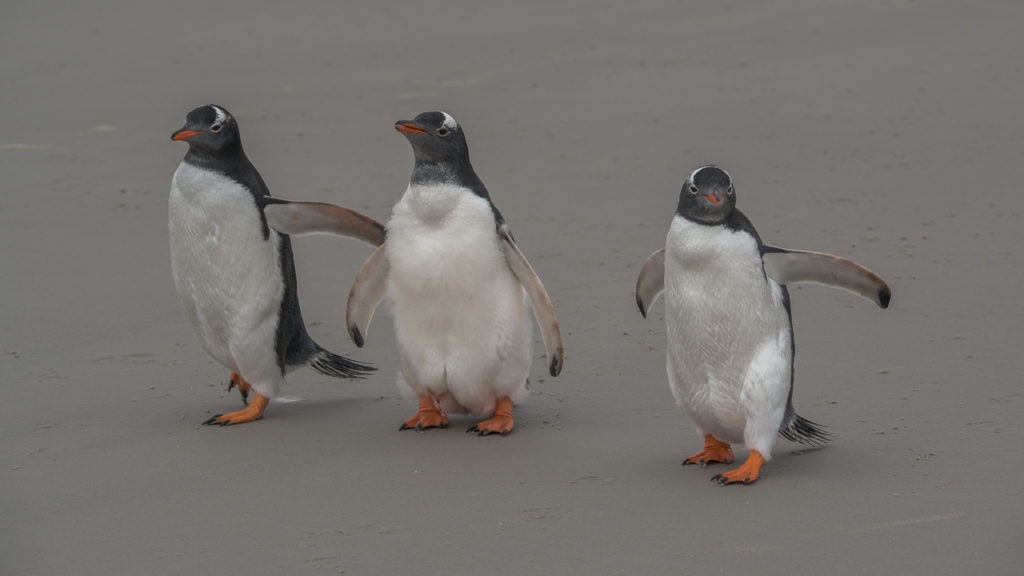 falkland-islands-gentoo-penguins