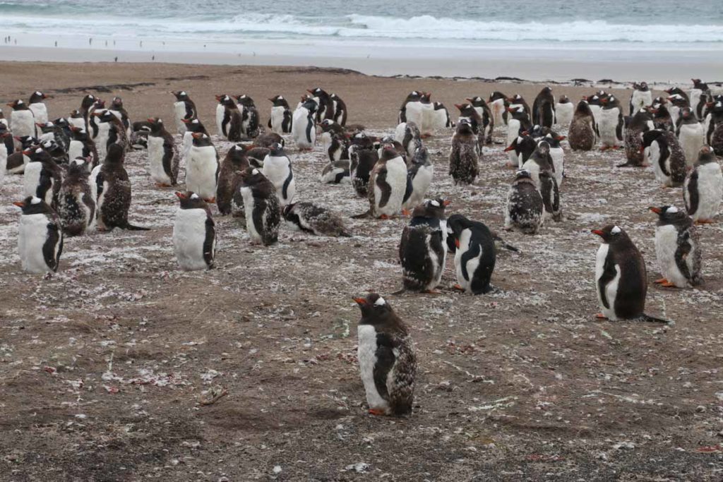 falklands-saunders-island-penguin-colony