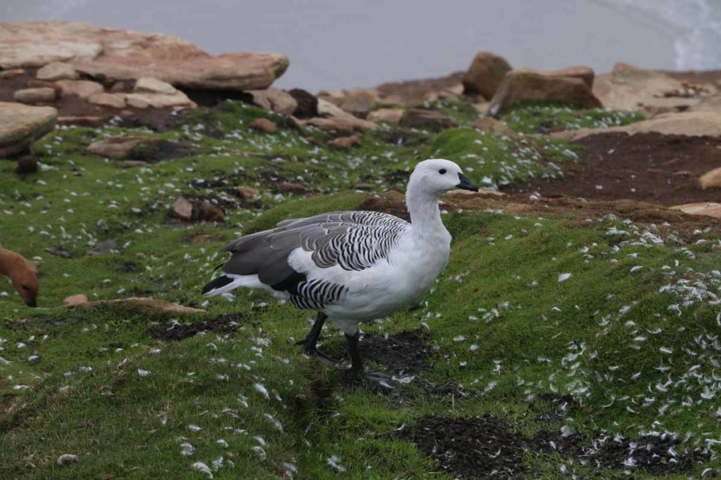 falkland-islands-upland-geese
