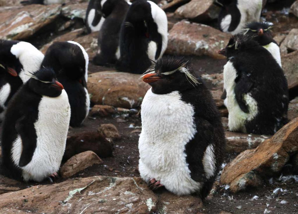 falklands-rockhopper-penguins