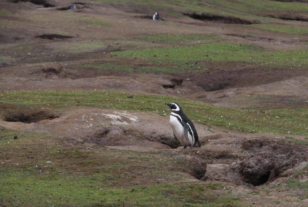 falklands-magellanic-penguin-at-burrow