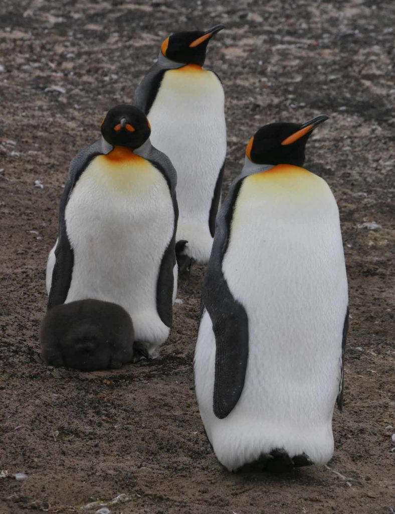 falklands-king-penguins-moms-babies