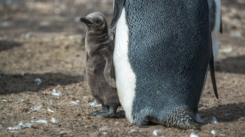 falklands-king-penguins-mom-baby