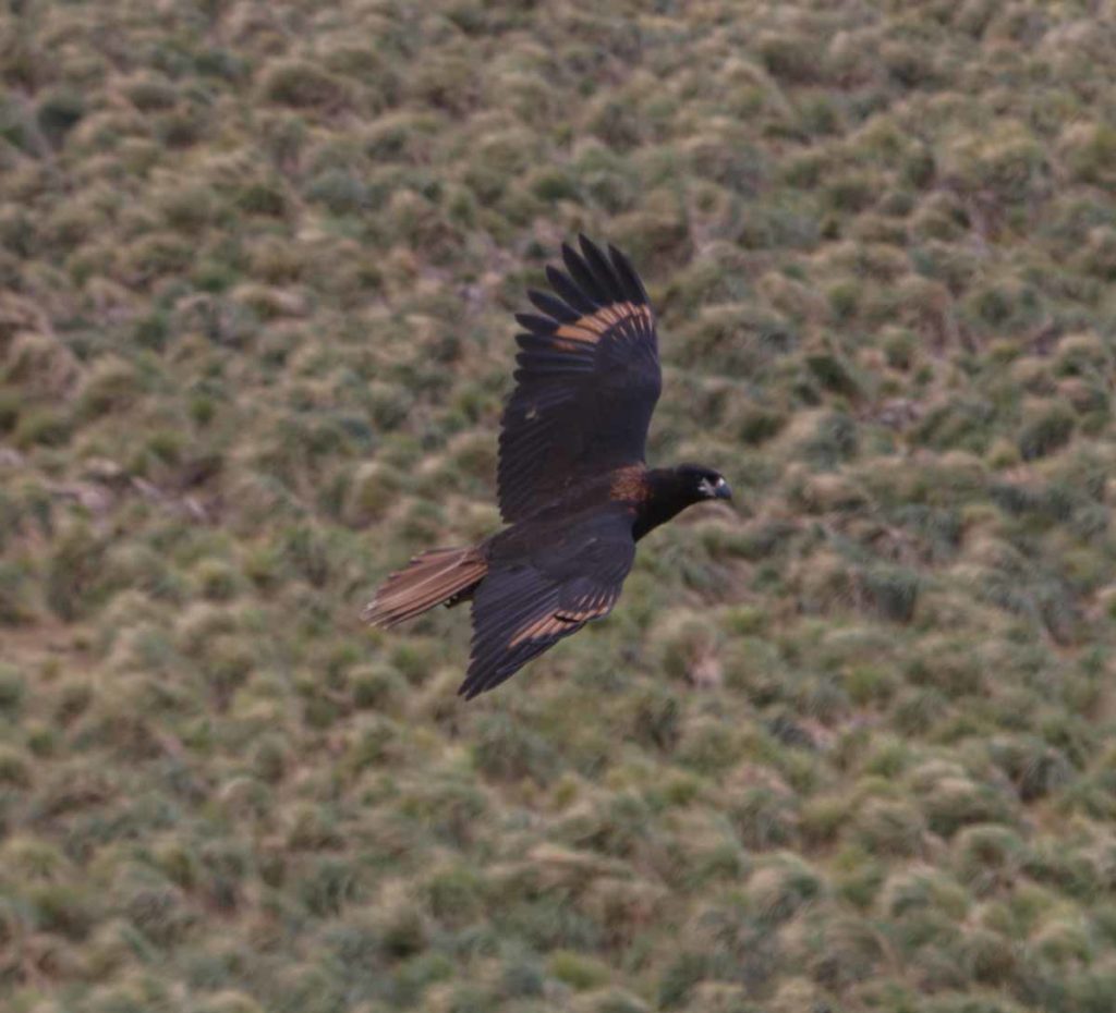 falklands-new-island-striated-caracara