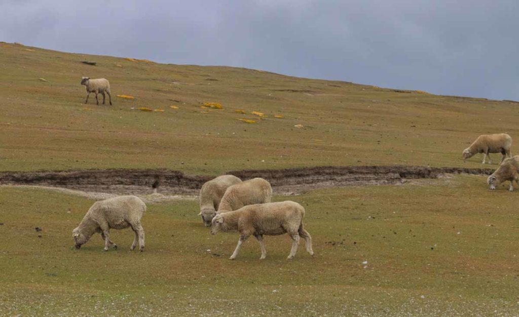 falklands-saunders-island-sheep-grazing
