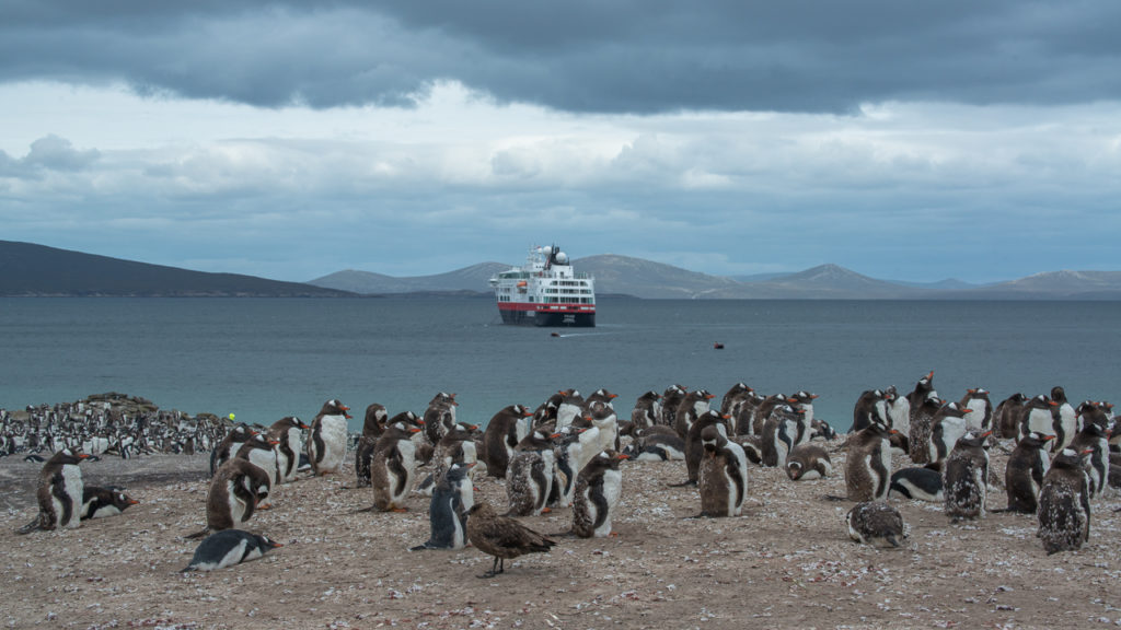 falklands-saunders-island-penguins-ship