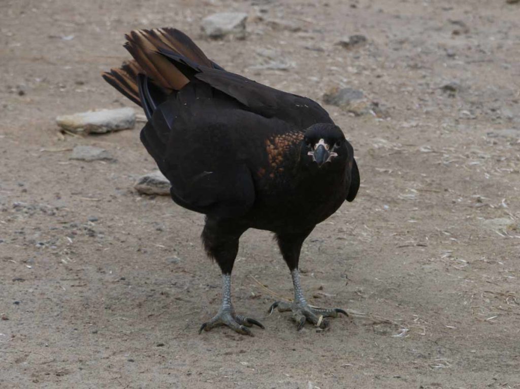 falklands-new-island-striated-caracara