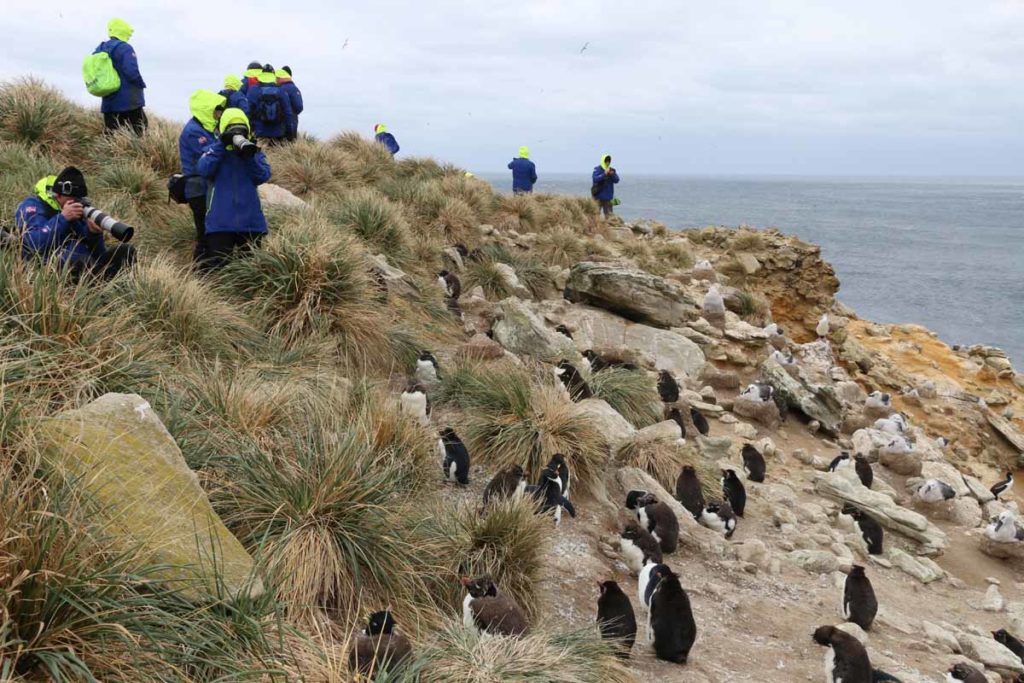 falklands-new-island-rockhopper-penguins