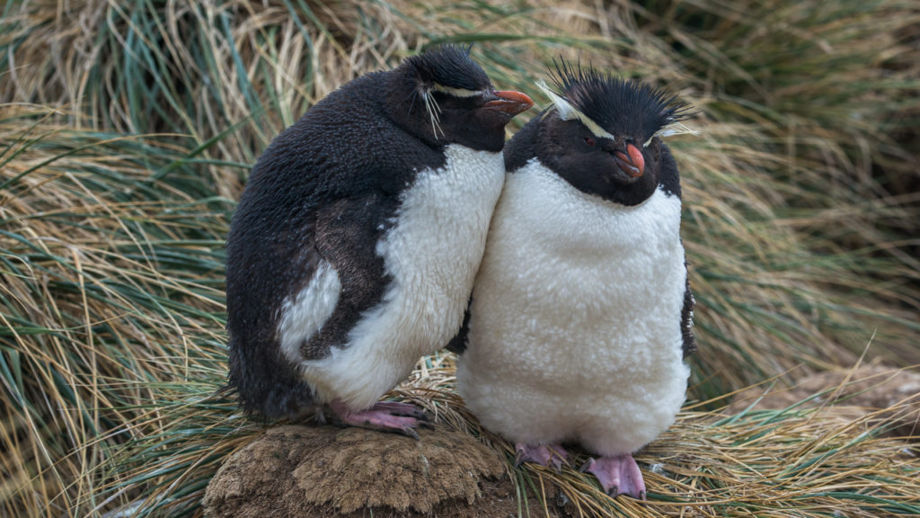 falklands-rockhopper-penguin-mating-pair