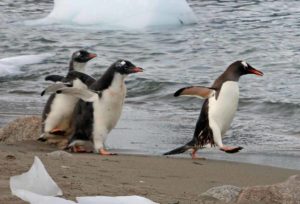 antarctica-neko-harbor-gentoo-penguins-beach