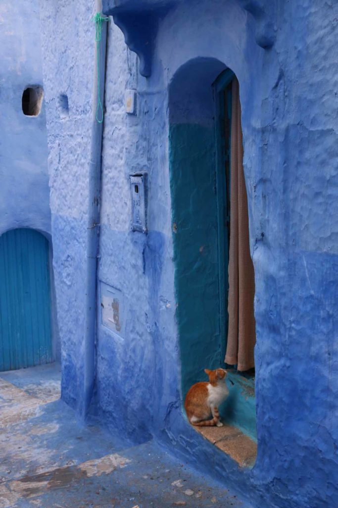 Morocco-Chefchaouen-street-scene-cat