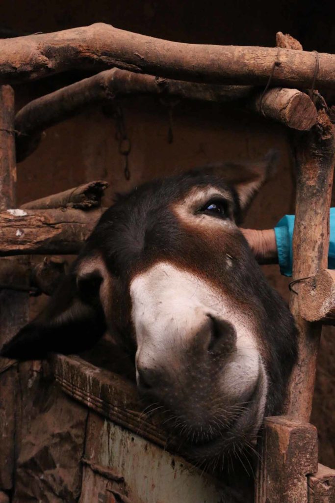 Morocco-Ait-Benhaddou-donkey