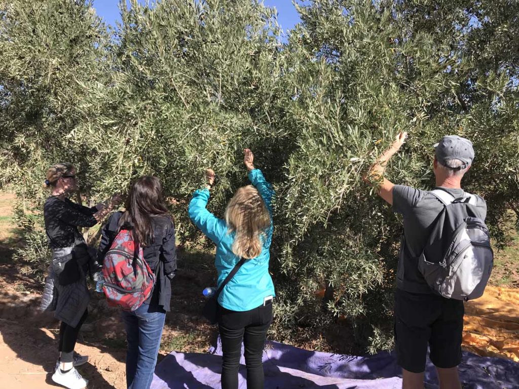 Morocco-Ait-Benhaddou-picking-olives