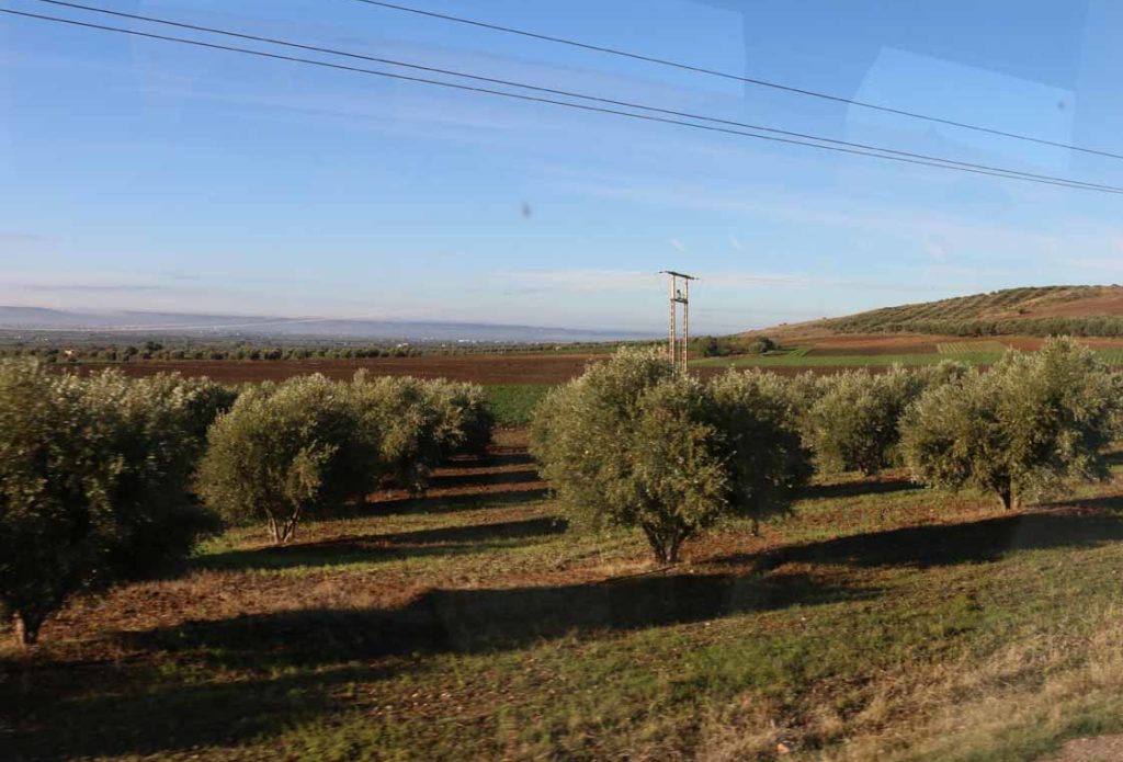 Morocco-olive-trees