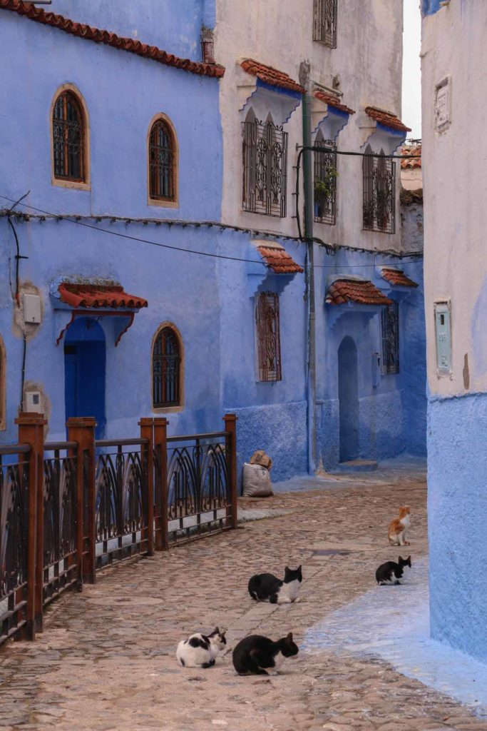 Morocco-Chefchaouen-street-scene-cats