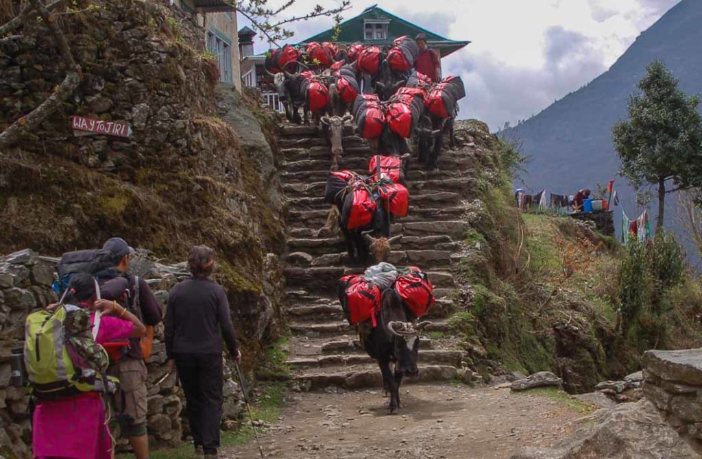 Nepal-trek-pack-animal-cargo-train-dzos