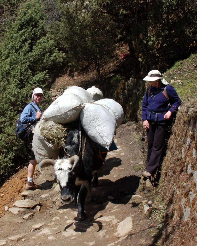 Nepal-trek-pack-animal-on-trail-trekkers