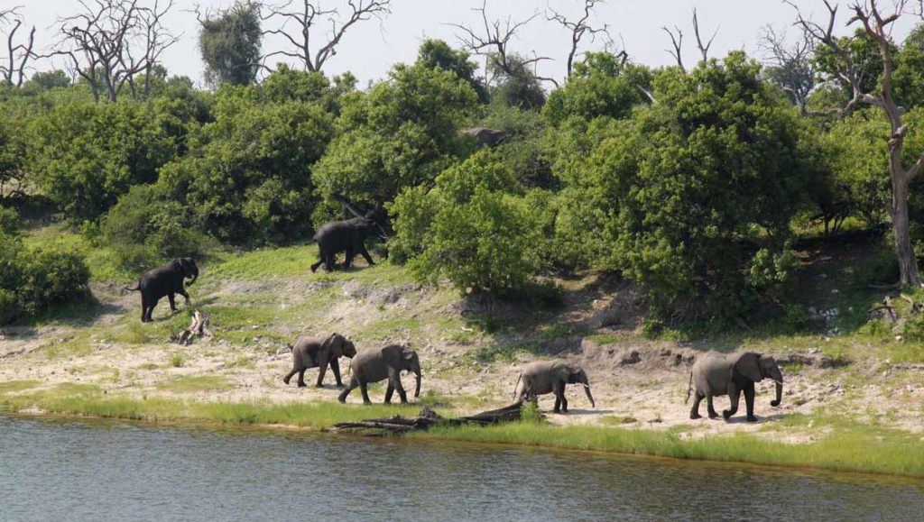 Zambezi-Queen-elephants-by-shore